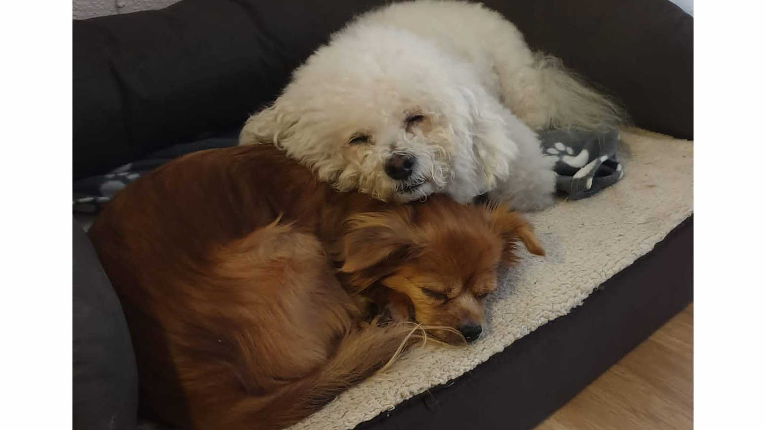 Lucas y China duelo animal blog oh my gos