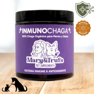 Hongo Chaga Antioxidante y Sistema Inmune