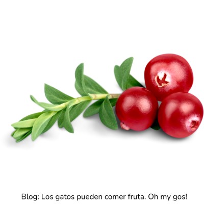 Arándano rojo para gatos