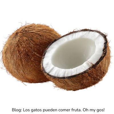 Coco para gatos