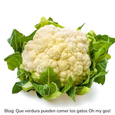 Coliflor para gatos