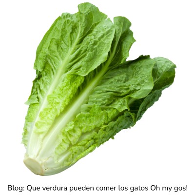 Lechuga para gatos