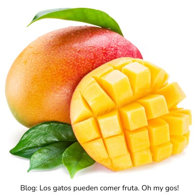 Mango para gatos