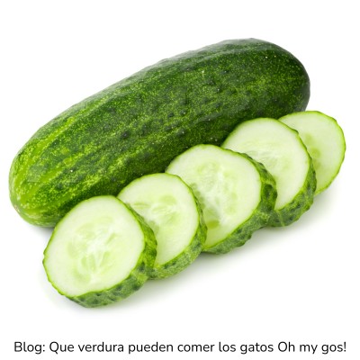 Pepino para gatos