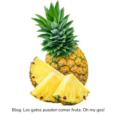 Piña para gatos