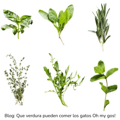 Tomillo y hierbas aromáticas para gatos