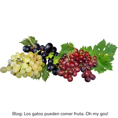 Uvas para gatos