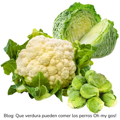 Coliflor, repollo y coles de Bruselas para perros