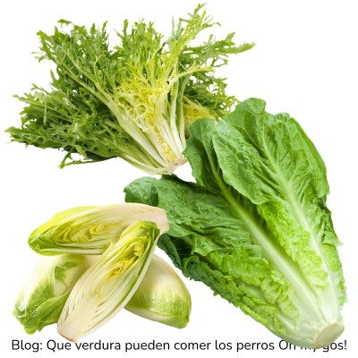 Lechuga, escarola y endivia para perros