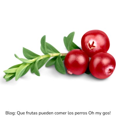 Arándanos rojos para perros