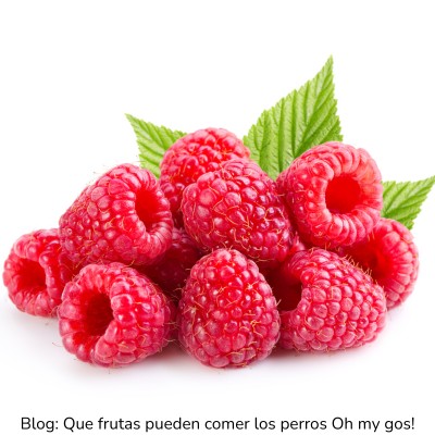 Frambuesa para perros