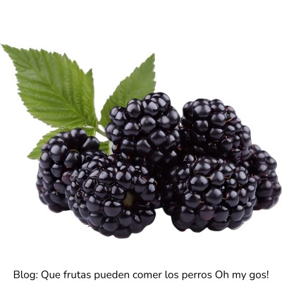 Moras para perros